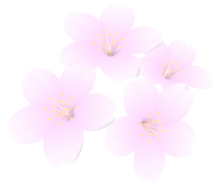 さくら